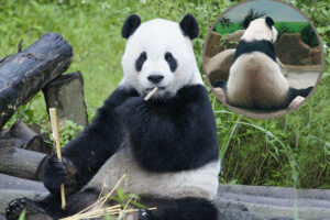 台北動物園のパンダ