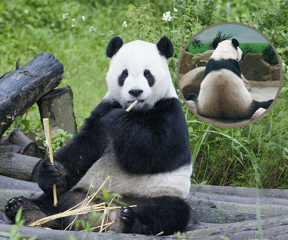 台北動物園のパンダ