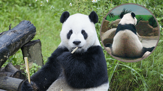 panda_zoo_2026_top2